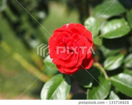 鮮紅的秋玫瑰。 133716828