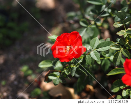 深紅色的秋玫瑰。 深紅色的秋玫瑰。 133716829