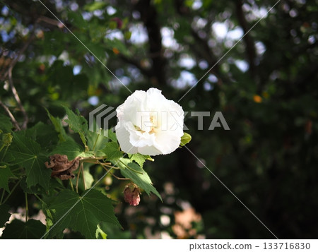 雙瓣白芙蓉花。 133716830