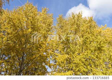 Shot of the colorful autumn trees. Shot of the colorful autumn trees. 133716885