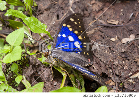 A female purple emperor butterfly stretching its proboscis: Oshino Village 133716909