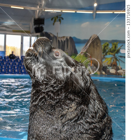 Sea lion entertaining the visitors at the dolphinarium 133716925