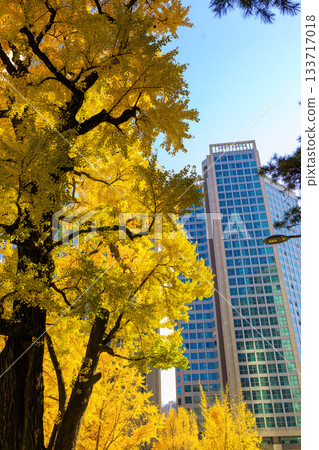 Autumn colors of Myeongdong cityscape Autumn colors of Myeongdong cityscape 133717018