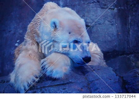 北極熊 133717044