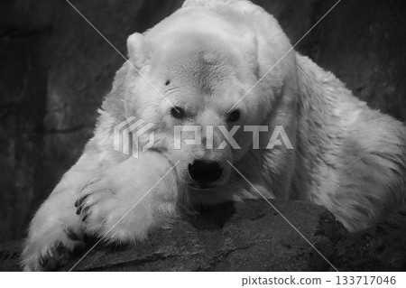 北極熊 133717046
