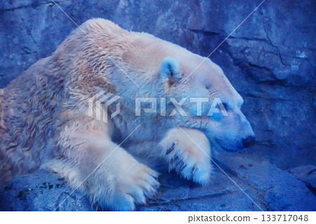 Polar bear 133717048