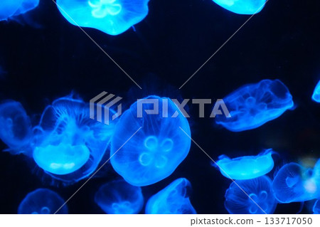 Drifting jellyfish Drifting jellyfish 133717050