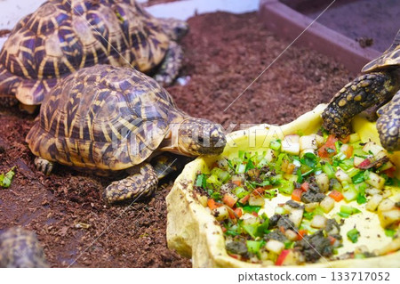 烏龜正在吃東西 133717052