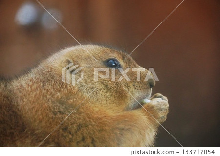 Prairie dog to eat food 133717054