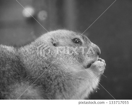 草原土撥鼠吃的食物 133717055