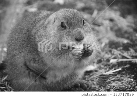 草原土撥鼠吃的食物 草原土撥鼠吃的食物 133717059