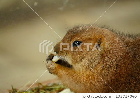 Prairie dog to eat food 133717060