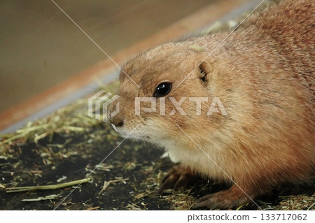 Prairie dog Prairie dog 133717062