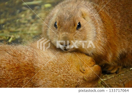 Prairie dog 133717064