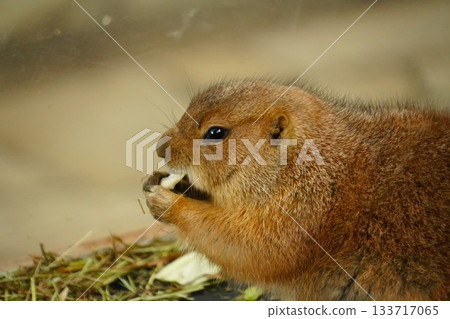 Prairie dog to eat food Prairie dog to eat food 133717065