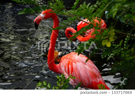 Flamingo  133717069