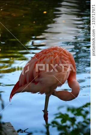 Flamingo  133717071
