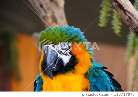 Colorful birds 133717073