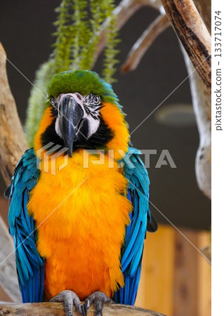 Colorful birds 133717074