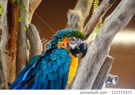 Colorful birds 133717075