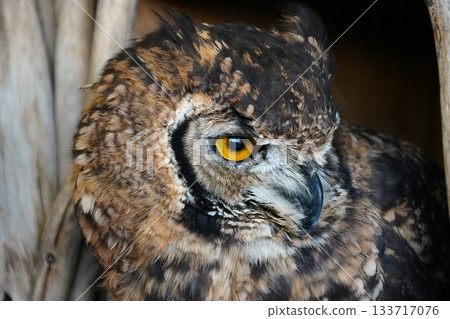 owl   133717076