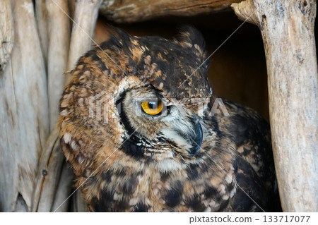 owl   133717077