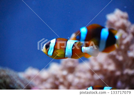 Anemone fish Anemone fish 133717079
