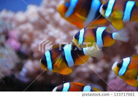 Anemone fish Anemone fish 133717081