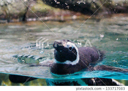 游泳企鵝 游泳企鵝 133717083