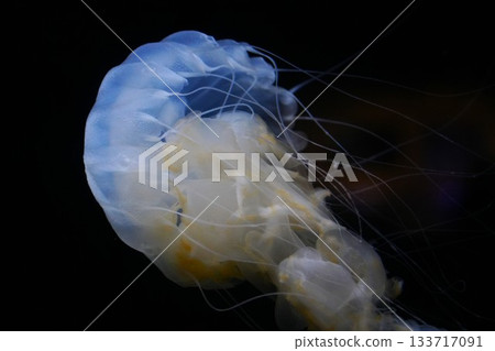 Drifting jellyfish 133717091