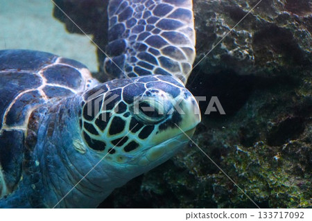 A sea turtle to swim 133717092