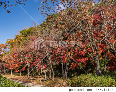 Autumn park scenery with colorful trees (21st Century Forest and Square, Matsudo City, Chiba Prefecture) 133717122