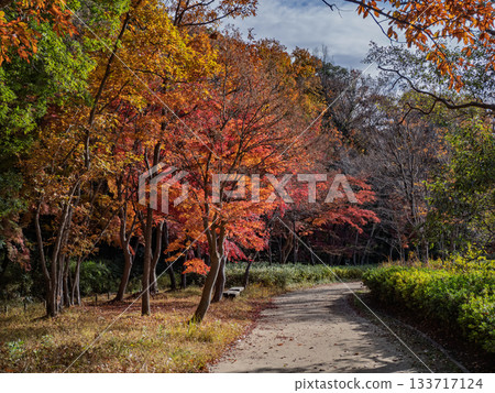 秋日公園景色，色彩繽紛的樹木（千葉縣松戶市21世紀森林廣場） 133717124