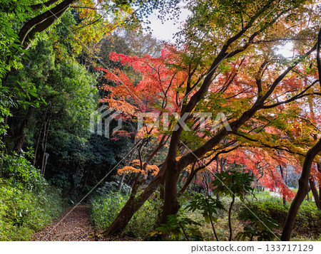 Autumn park scenery with colorful trees (21st Century Forest and Square, Matsudo City, Chiba Prefecture) Autumn park scenery with colorful trees (21st Century Forest and Square, Matsudo City, Chiba Prefecture) 133717129