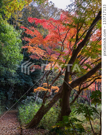 Autumn park scenery with colorful trees (21st Century Forest and Square, Matsudo City, Chiba Prefecture) Autumn park scenery with colorful trees (21st Century Forest and Square, Matsudo City, Chiba Prefecture) 133717133