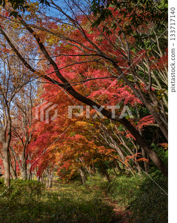 Autumn park scenery with colorful trees (21st Century Forest and Square, Matsudo City, Chiba Prefecture) Autumn park scenery with colorful trees (21st Century Forest and Square, Matsudo City, Chiba Prefecture) 133717140