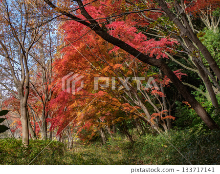 秋日公園景色，色彩繽紛的樹木（千葉縣松戶市21世紀森林廣場） 133717141