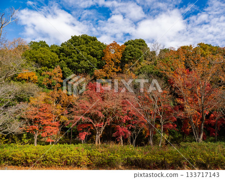 秋日公園景色，色彩繽紛的樹木（千葉縣松戶市21世紀森林廣場） 133717143
