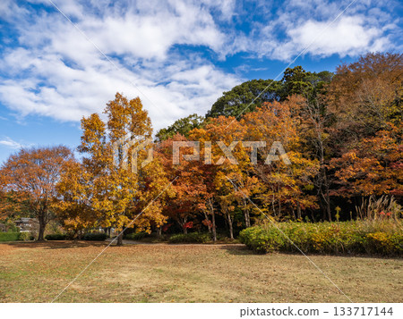 秋日公園景色,色彩繽紛的樹木(千葉縣松戶市21世紀森林廣場) 秋日公園景色,色彩繽紛的樹木(千葉縣松戶市21世紀森林廣場) 133717144