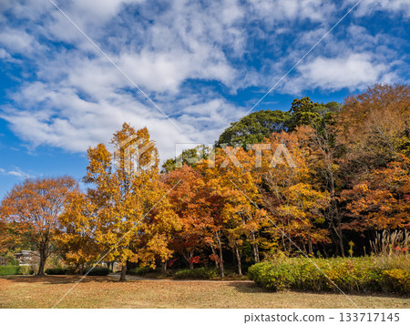 Autumn park scenery with colorful trees (21st Century Forest and Square, Matsudo City, Chiba Prefecture) 133717145