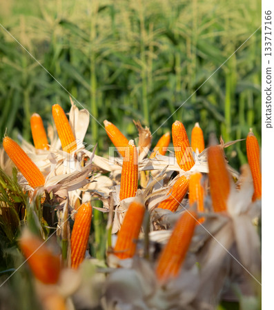 Yellow Corn are Staple Ingredient for Livestock Feed 133717166