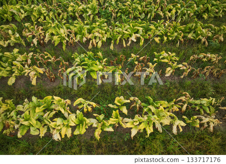 Tobacco leaf curl disease or (TLCV) is induced by a virus which is transmitted by the white fly Tobacco leaf curl disease or (TLCV) is induced by a virus which is transmitted by the white fly 133717176