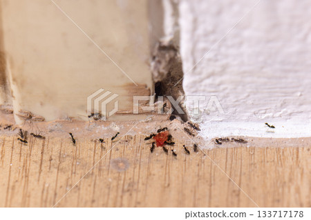 The base of the door frame is rotten and underground insects pass through in room The base of the door frame is rotten and underground insects pass through in room 133717178