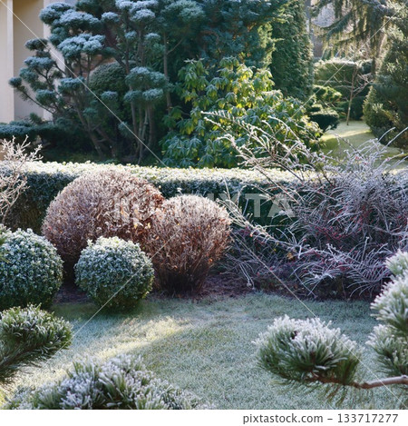 Garden landscape covered in hoarfrost during a cold winter morning, with sculpted bushes and frosted plants Garden landscape covered in hoarfrost during a cold winter morning, with sculpted bushes and frosted plants 133717277