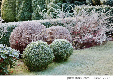 Hoarfrost covering a formal garden with topiary bushes and winter plants on a cold morning Hoarfrost covering a formal garden with topiary bushes and winter plants on a cold morning 133717278
