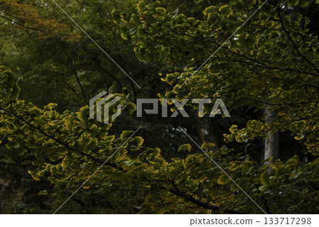 東京六義園的秋景 133717298