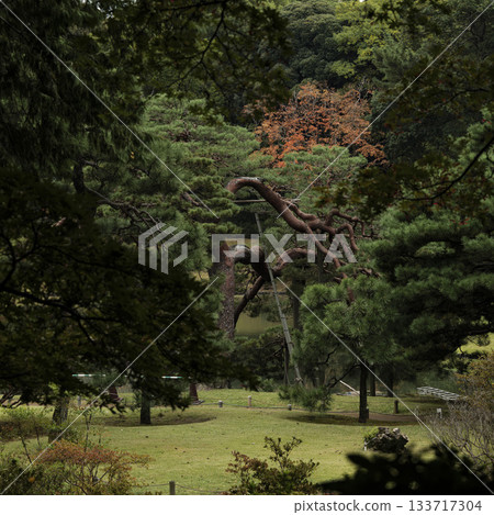 Autumn scenery of a Japanese garden, Rikugien Garden, Tokyo Autumn scenery of a Japanese garden, Rikugien Garden, Tokyo 133717304