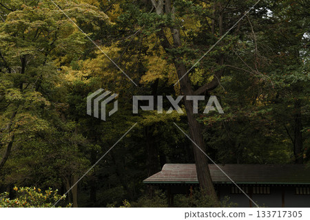 東京六義園的秋景 東京六義園的秋景 133717305