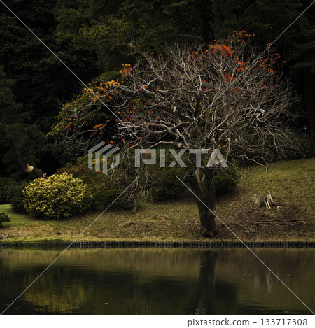 東京六義園的秋景 133717308