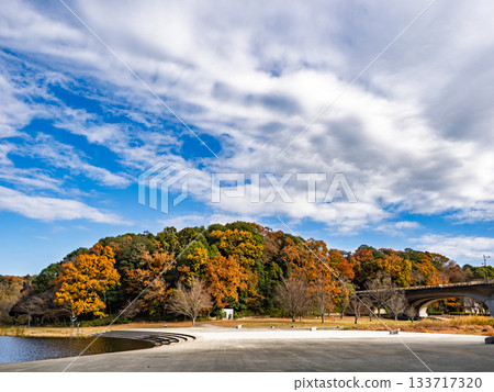 秋日公園景色,色彩繽紛的樹木(千葉縣松戶市21世紀森林廣場) 秋日公園景色,色彩繽紛的樹木(千葉縣松戶市21世紀森林廣場) 133717320